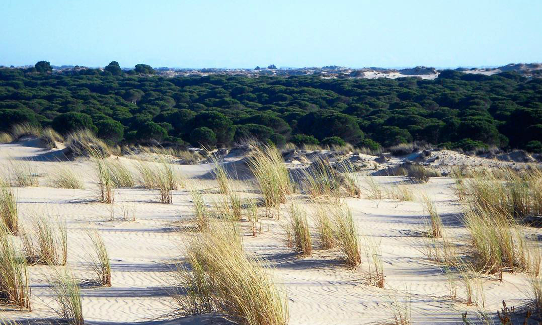 dunas-parque-nacional-donana
