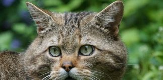 gato,montes,silvestris,felis