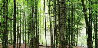 Bosques de la selva de Irati en Navarra.