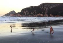 Perros jugando en el Playón de Bayas, Asturias